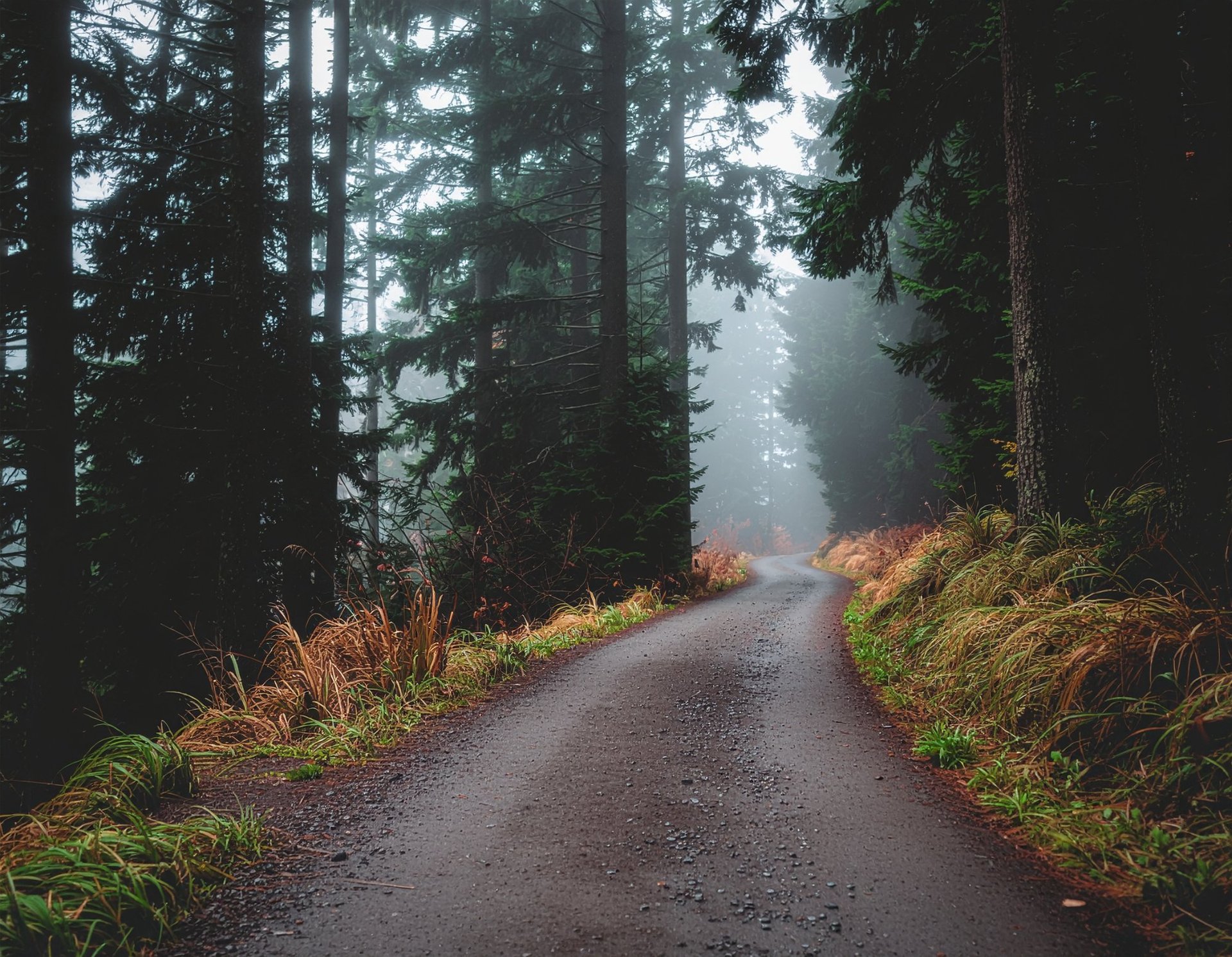 Misty forest path through tall conifers